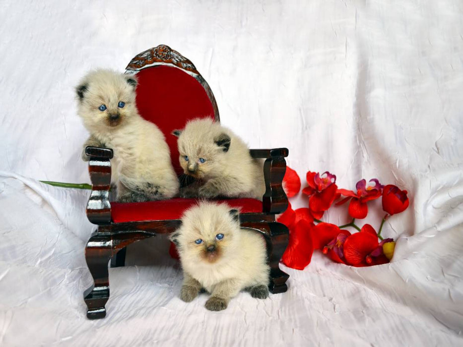 Ragdoll Kätzchen - CALVENDO Foto-Puzzle'