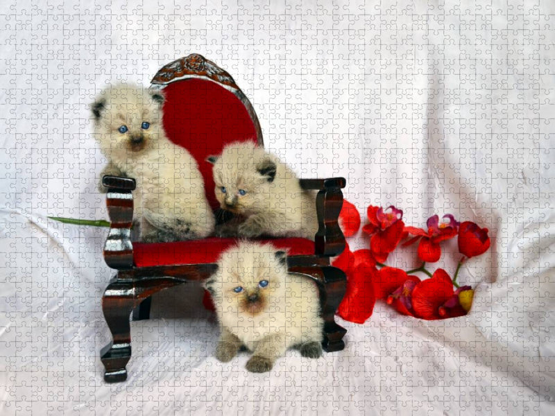 Ragdoll Kätzchen - CALVENDO Foto-Puzzle'