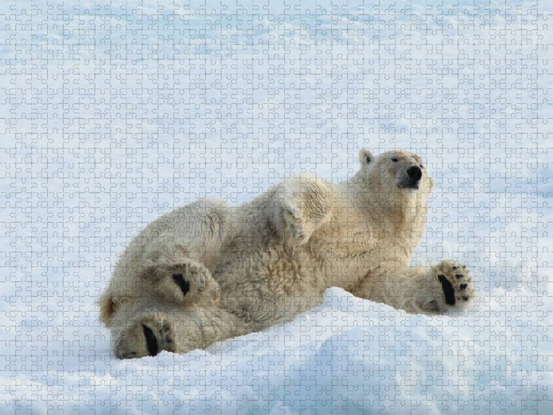 Ein Motiv aus dem Kalender Eisbären - Könige der Arktis - CALVENDO Foto-Puzzle'