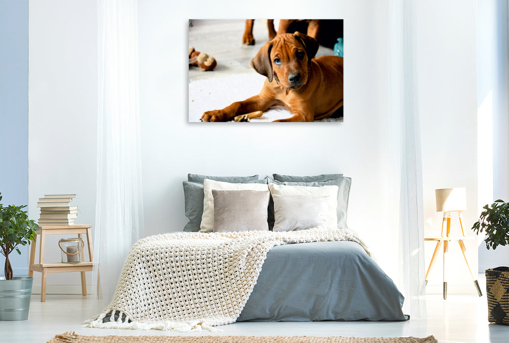 Premium Textil-Leinwand Premium Textil-Leinwand 120 cm x 80 cm quer Rhodesian Ridgeback Rüde