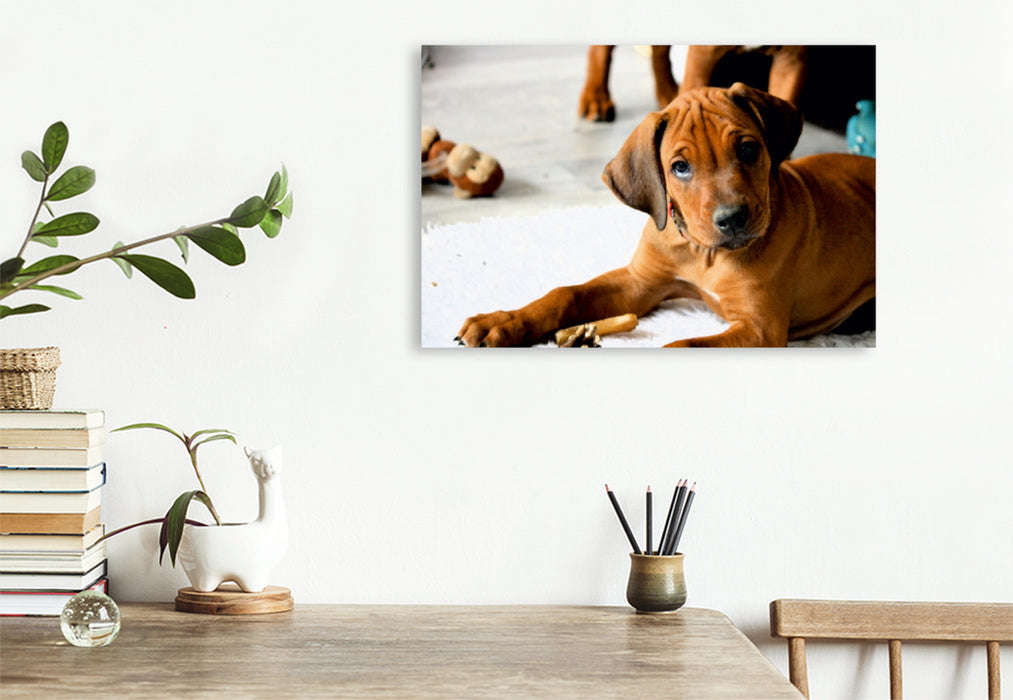 Premium Textil-Leinwand Premium Textil-Leinwand 120 cm x 80 cm quer Rhodesian Ridgeback Rüde