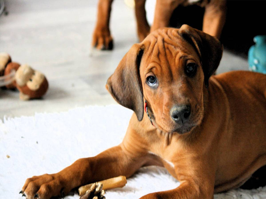 Rhodesian Ridgeback Rüde - CALVENDO Foto-Puzzle'