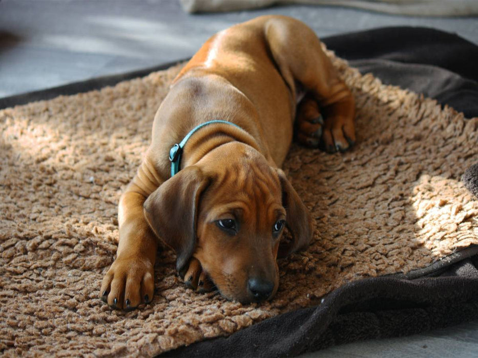 Rhodesian Ridgeback Hündin - CALVENDO Foto-Puzzle'