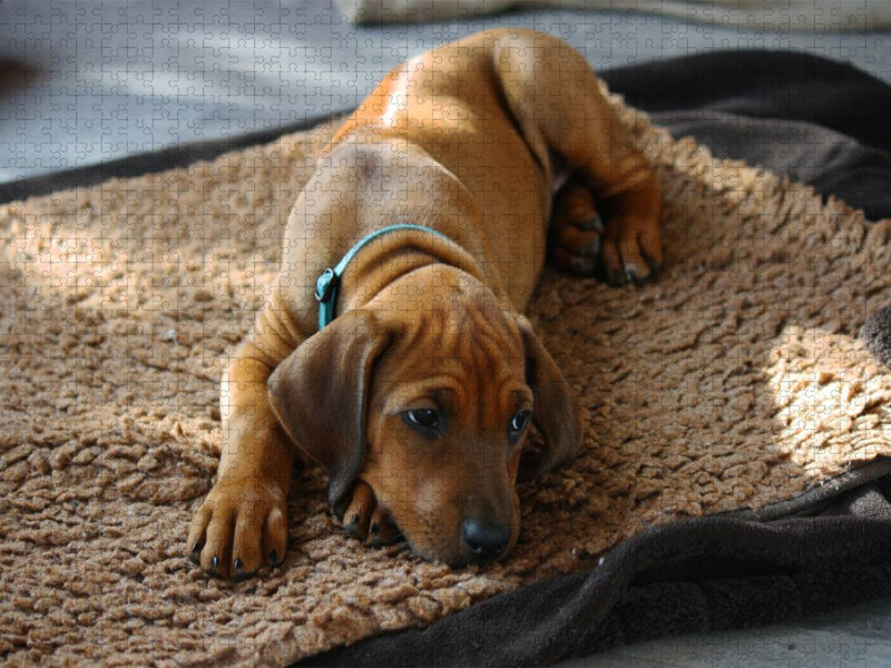 Rhodesian Ridgeback Hündin - CALVENDO Foto-Puzzle'