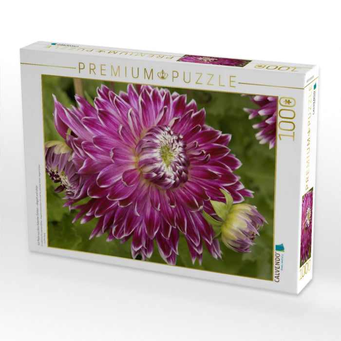 Ein Motiv aus dem Kalender Dahlien – elegant und schön - CALVENDO Foto-Puzzle'