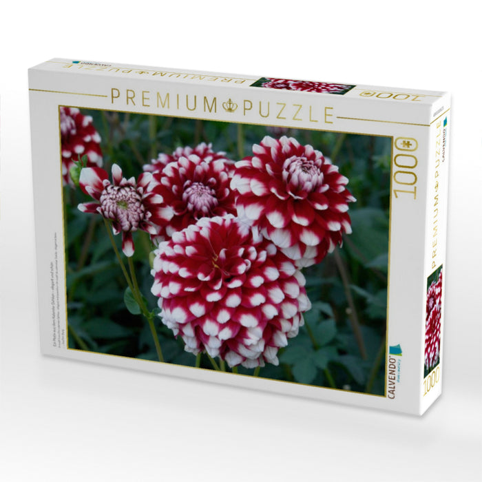 Ein Motiv aus dem Kalender Dahlien – elegant und schön - CALVENDO Foto-Puzzle'