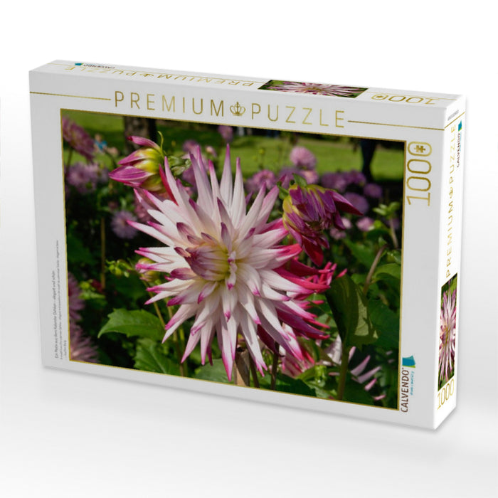 Ein Motiv aus dem Kalender Dahlien – elegant und schön - CALVENDO Foto-Puzzle'