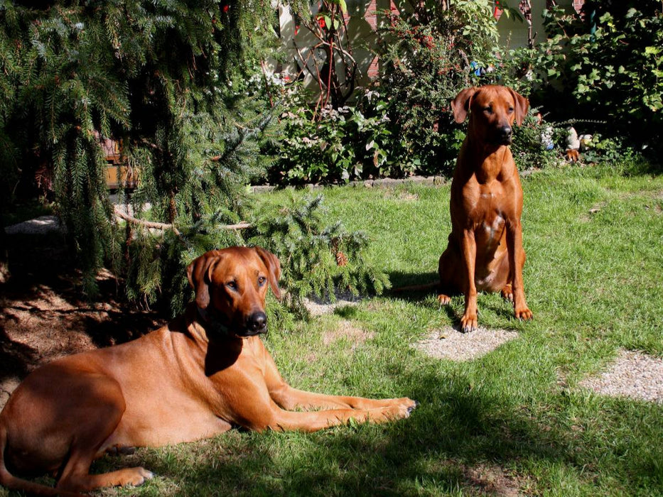 Rhodesian Ridgeback Hündinnen - CALVENDO Foto-Puzzle'