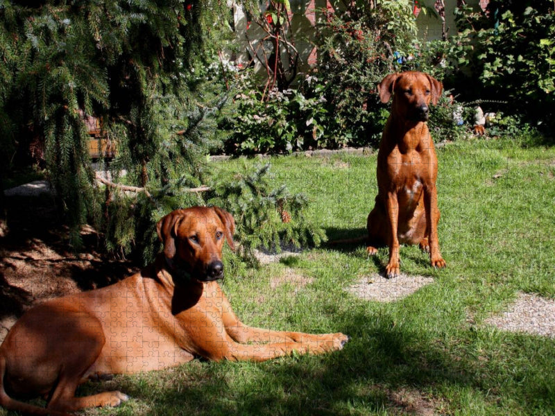 Rhodesian Ridgeback Hündinnen - CALVENDO Foto-Puzzle'