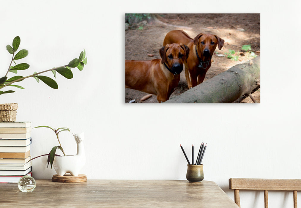 Premium Textil-Leinwand Premium Textil-Leinwand 120 cm x 80 cm quer Rhodesian Ridgeback