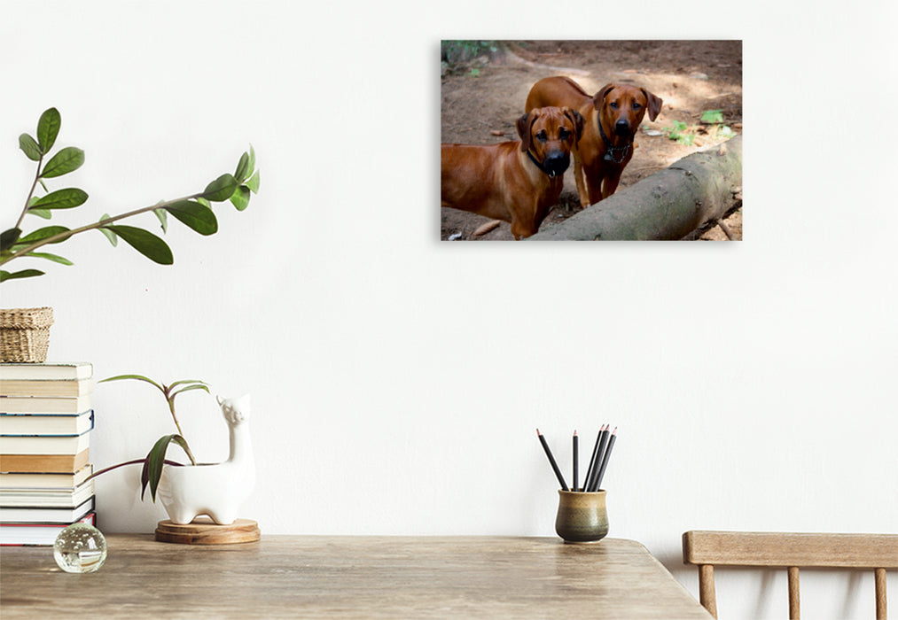 Premium Textil-Leinwand Premium Textil-Leinwand 120 cm x 80 cm quer Rhodesian Ridgeback