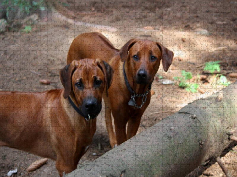 Rhodesian Ridgeback - CALVENDO Foto-Puzzle'