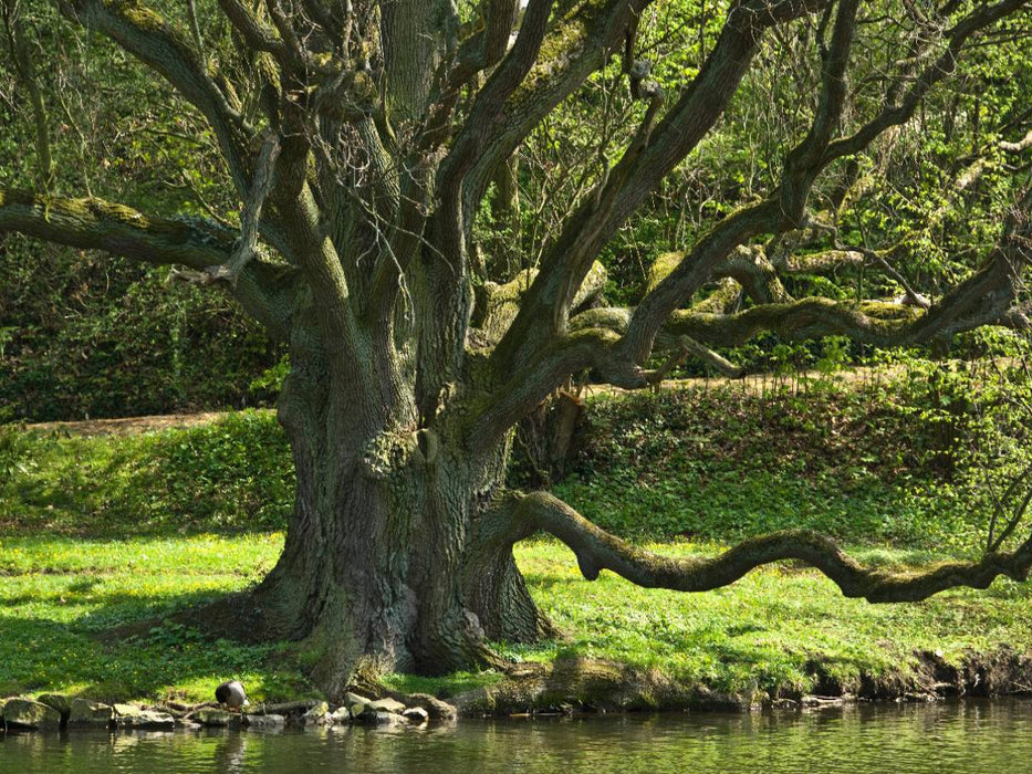 Eiche, Schloßpark Bückeburg - CALVENDO Foto-Puzzle'