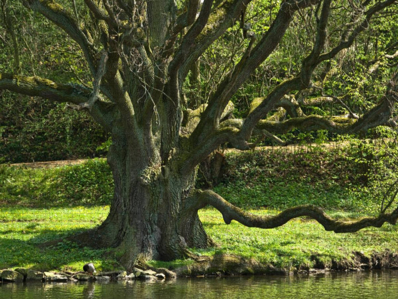 Eiche, Schloßpark Bückeburg - CALVENDO Foto-Puzzle'