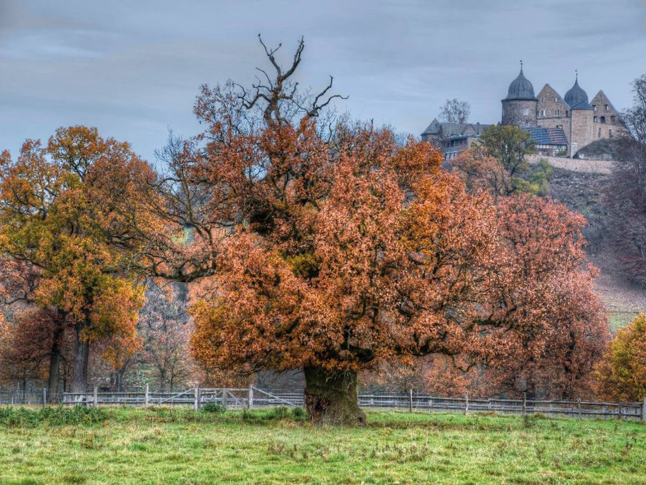 Alte Eiche im Tierpark Sababurg - CALVENDO Foto-Puzzle'