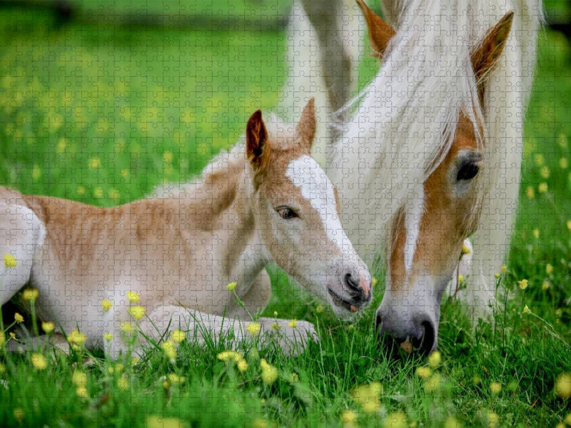 Haflingerstute mit Fohlen - CALVENDO Foto-Puzzle'