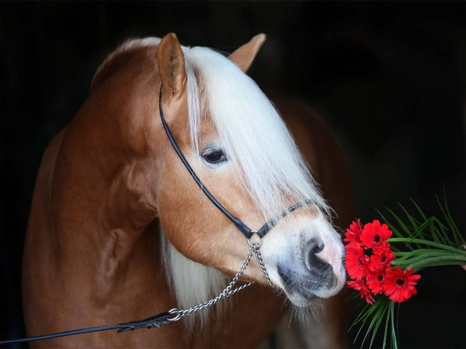Haflingerhengst mit Blume - CALVENDO Foto-Puzzle'