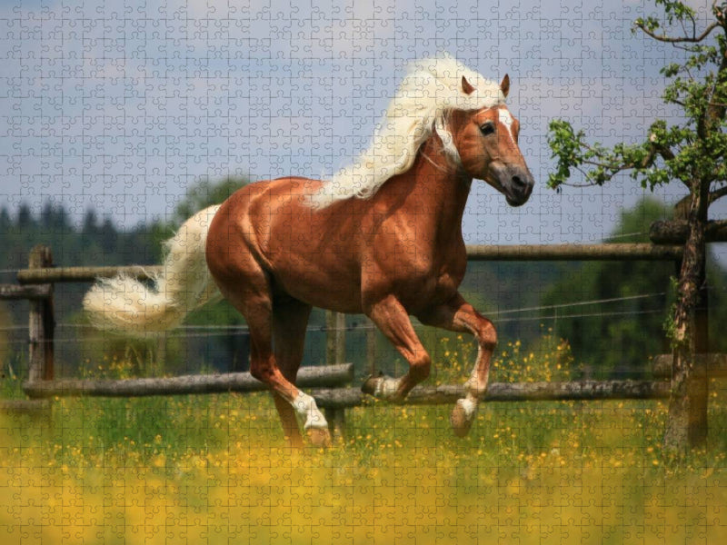 Haflingerhengst - Weltreservesieger - CALVENDO Foto-Puzzle'