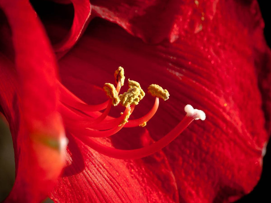 Amaryllis - CALVENDO Foto-Puzzle'