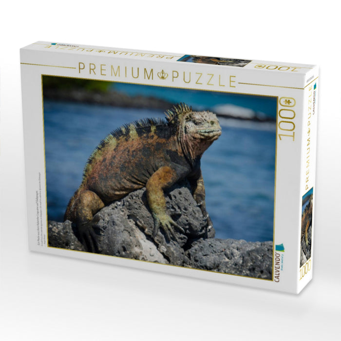 Ein Motiv aus dem Kalender Leguane auf Galapagos - CALVENDO Foto-Puzzle'