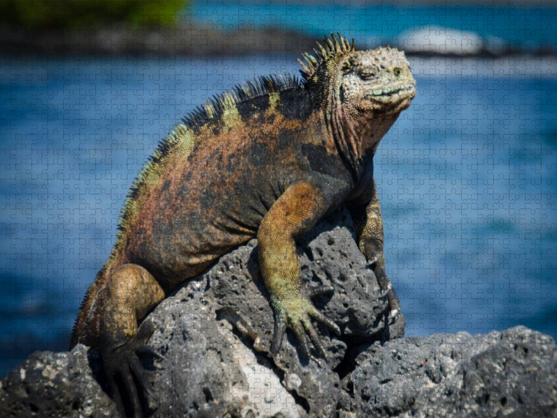 Ein Motiv aus dem Kalender Leguane auf Galapagos - CALVENDO Foto-Puzzle'