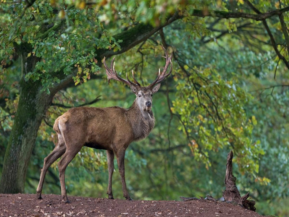 König des Waldes - CALVENDO Foto-Puzzle'
