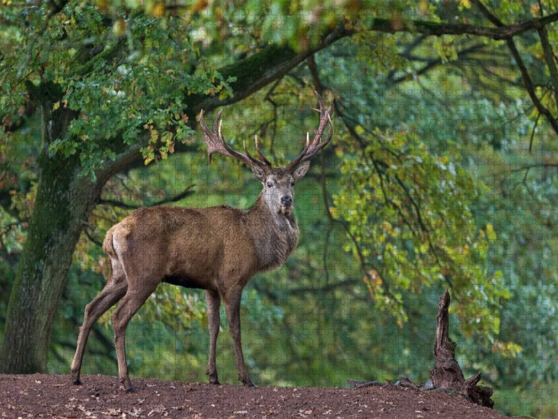König des Waldes - CALVENDO Foto-Puzzle'