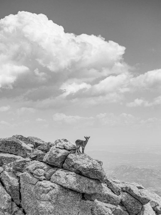 Ein Motiv aus dem Kalender Wilde Bergwelt in Europa - CALVENDO Foto-Puzzle'