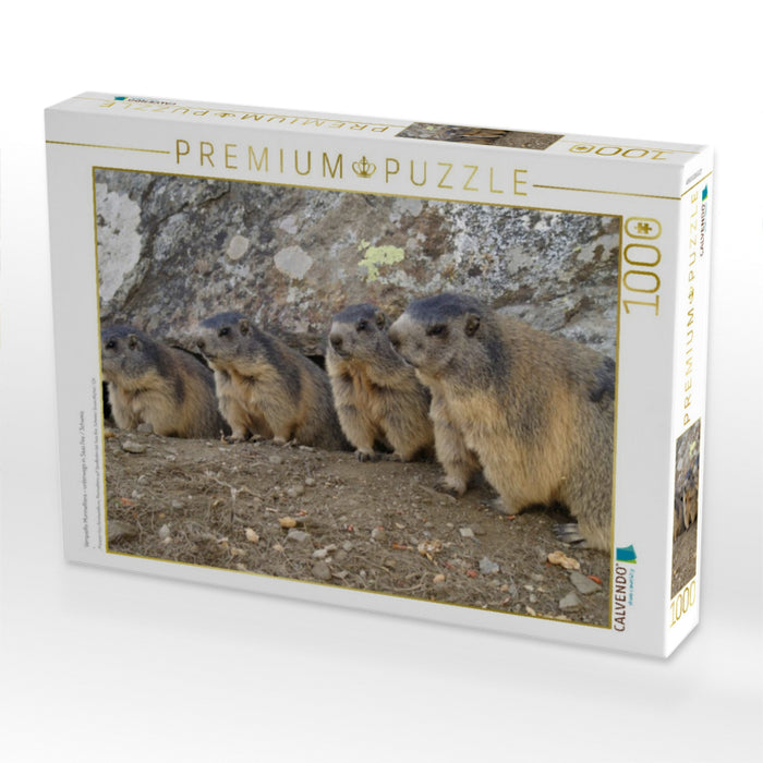 Verspielte Murmeltiere - unterwegs in Saas Fee / Schweiz - CALVENDO Foto-Puzzle'