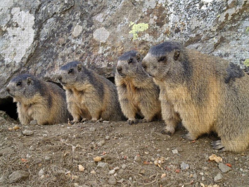 Verspielte Murmeltiere - unterwegs in Saas Fee / Schweiz - CALVENDO Foto-Puzzle'