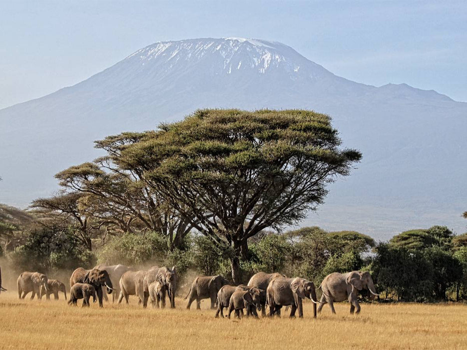 Majestätische Tiere vor dem Berg der Berge: Elefanten vor dem Kilimandjaro ! Kenia - CALVENDO Foto-Puzzle'