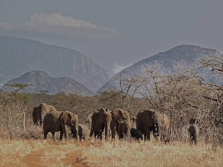 Wildlife pur : Elefantenherde - CALVENDO Foto-Puzzle'