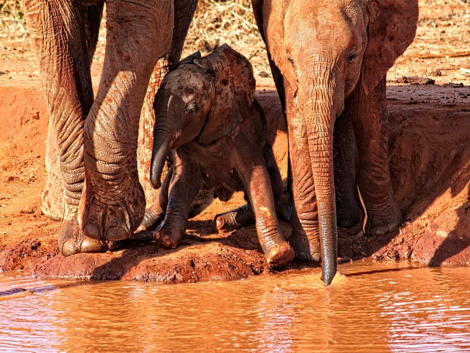 Kleiner Elefant : Spielstunde und Neugier. Kenia - CALVENDO Foto-Puzzle'