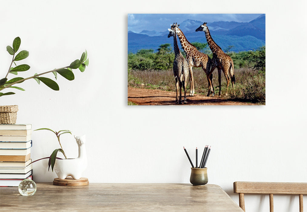 Premium Textil-Leinwand Premium Textil-Leinwand 90 cm x 60 cm quer Giraffen. Faszinierende Wildtiere Afrikas