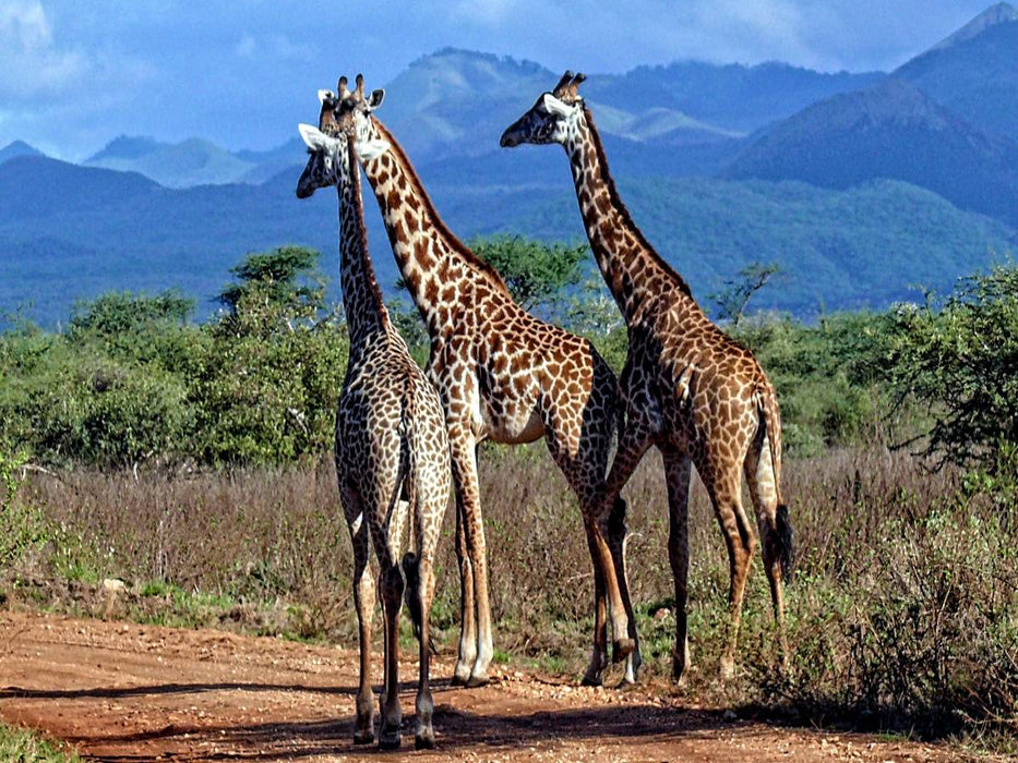 Giraffen. Faszinierende Wildtiere Afrikas - CALVENDO Foto-Puzzle'