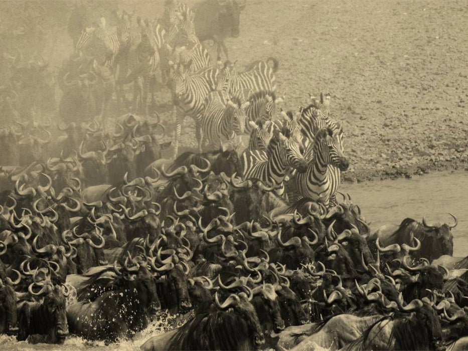 Gnuwanderung in der Masai Mara im Vintage Look - CALVENDO Foto-Puzzle'
