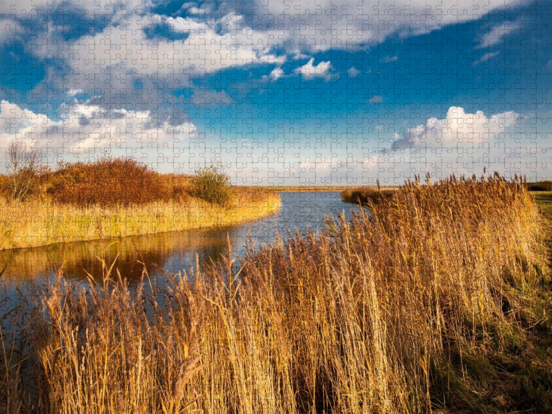 Schilf am Tief - CALVENDO Foto-Puzzle'