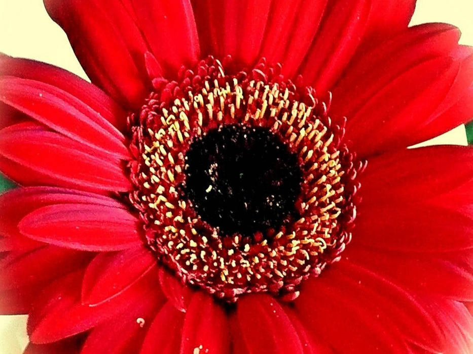 Rote Gerbera - CALVENDO Foto-Puzzle'