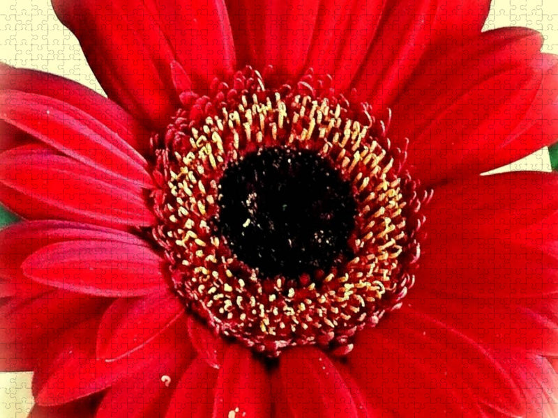 Rote Gerbera - CALVENDO Foto-Puzzle'