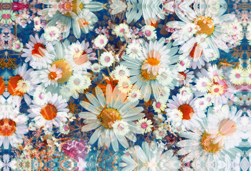 Premium Textil-Leinwand Gänseblümchen Sommertraum