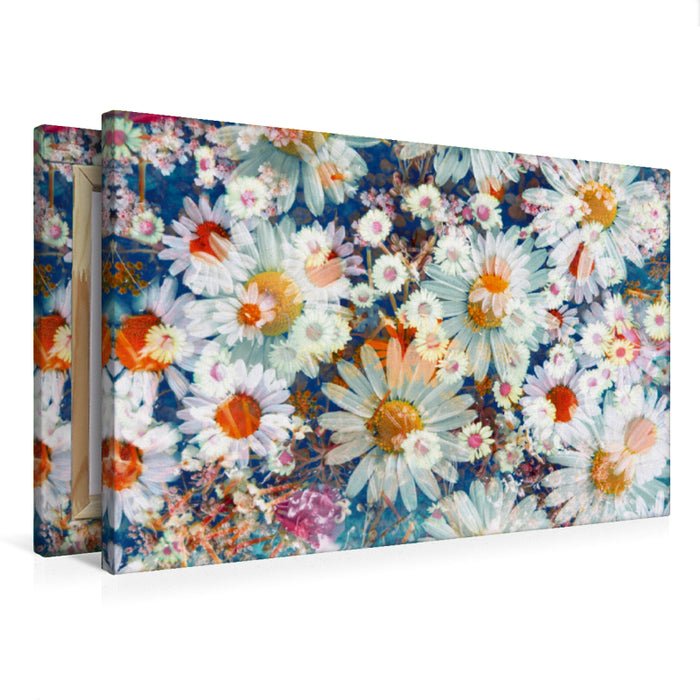 Premium Textil-Leinwand Gänseblümchen Sommertraum