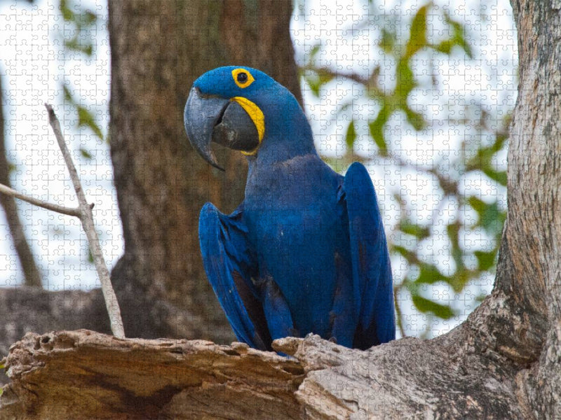 Hyazinth-Ara, Anodorhynchus hyacinthinus - CALVENDO Foto-Puzzle'
