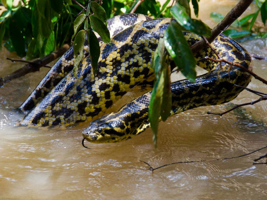 Gelbe Anakonda im Pantanal - CALVENDO Foto-Puzzle'