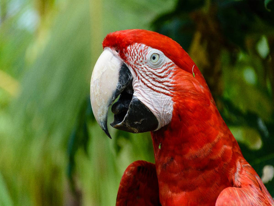 Ein Motiv aus dem Kalender Exotic Peru - CALVENDO Foto-Puzzle'