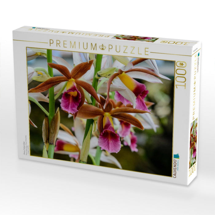 Phaius Tankervilliae - CALVENDO Foto-Puzzle'