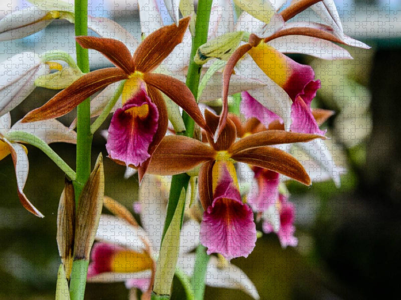 Phaius Tankervilliae - CALVENDO Foto-Puzzle'
