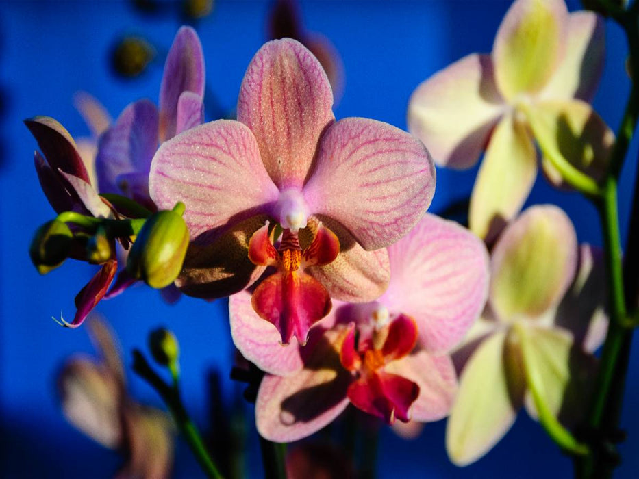 Phalaenopsis Hybride - CALVENDO Foto-Puzzle'