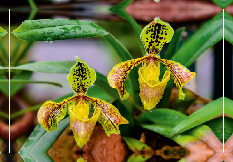 Premium Textil-Leinwand Paphiopedilum spec.
