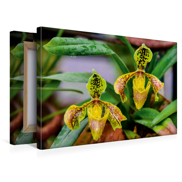 Premium Textil-Leinwand Paphiopedilum spec.