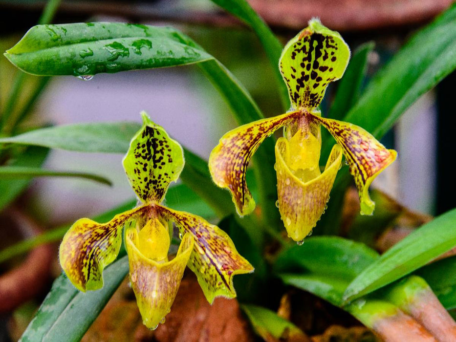 Paphiopedilum spec. - CALVENDO Foto-Puzzle'